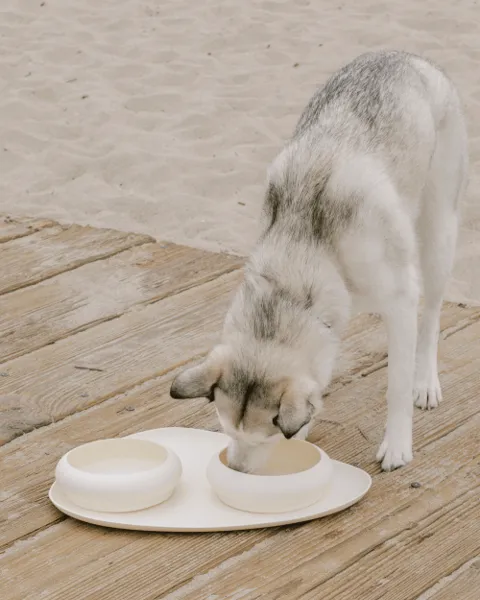 Dinner Is Served Bubble Bowl   Mat Set