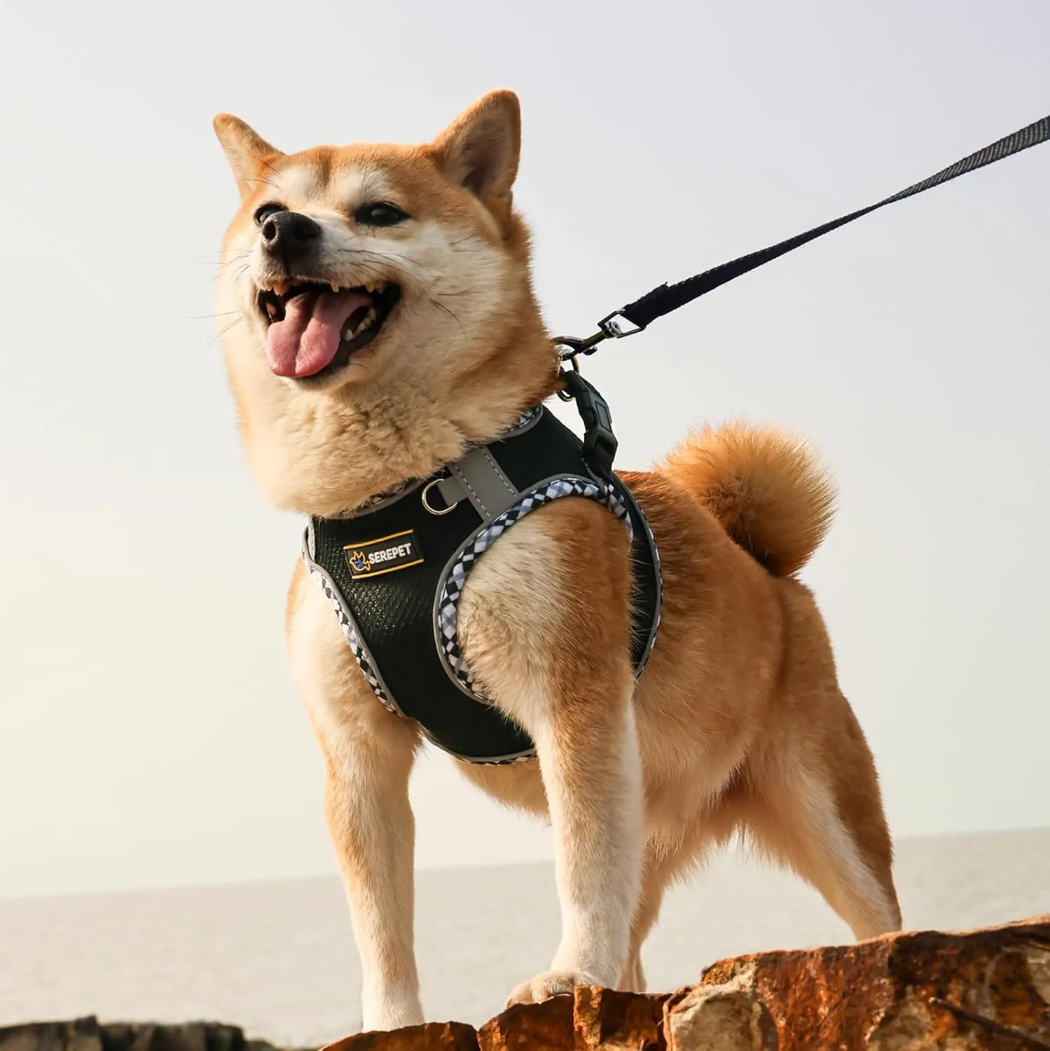 Dog No Pull Harness for Small Medium Puppies, Step in, No Choke & Soft Breathable Vest Harnesses for Walking Running Training, with Leash Set, L Black Edging