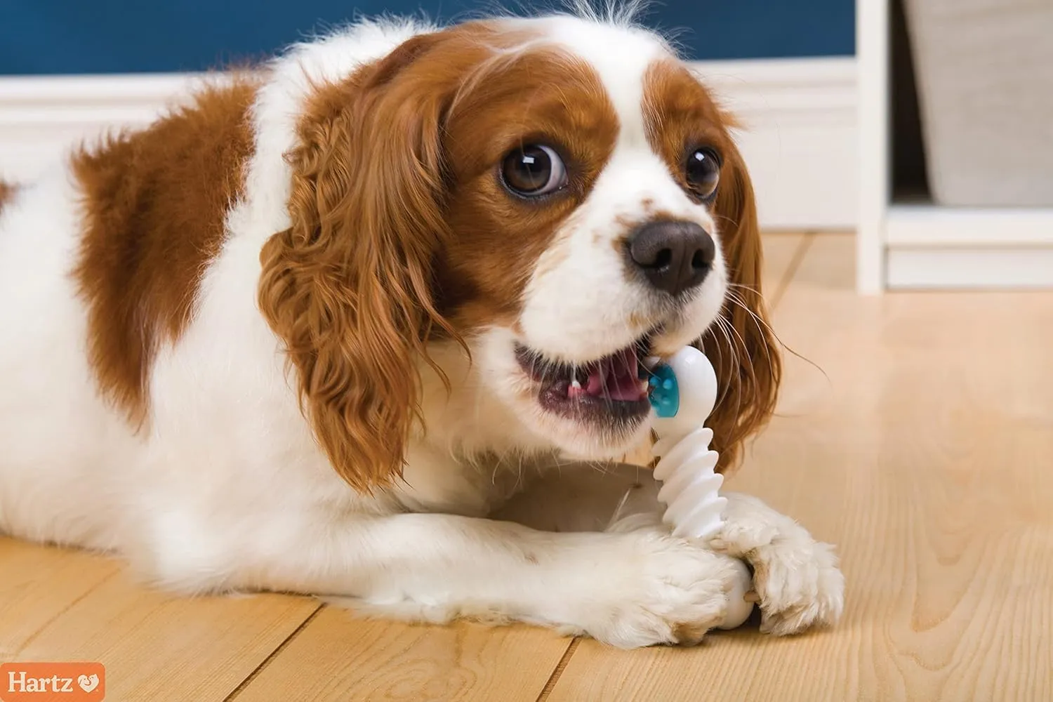 Hartz Chew n Clean Twisty Bone Dog Chew Toy, Bacon Scented for Moderate Chewers, Extra Small